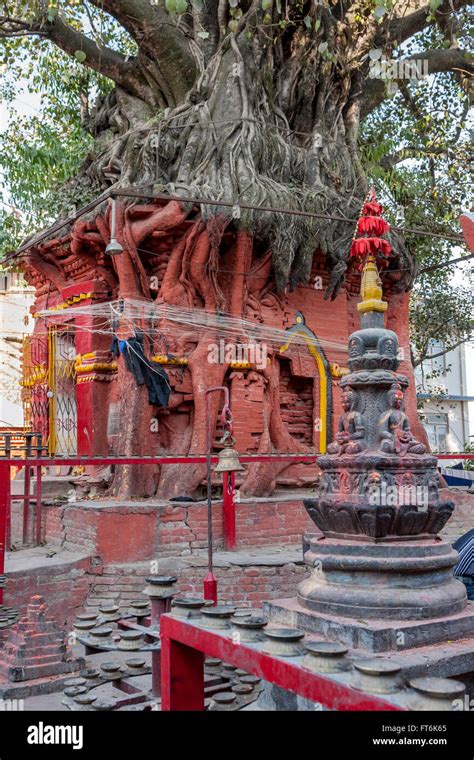 Nepal, Kathmandu. Tree Growing Atop Hindu Shrine. Hindus tie string ...