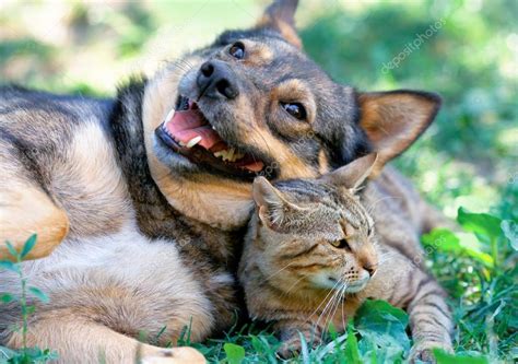 Dog and cat playing together outdoor — Stock Photo © vvvita #39625865