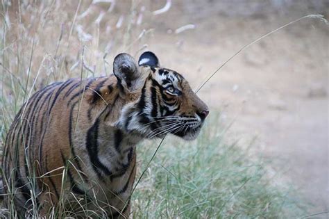 Tiger Conservation in South and Southeast Asia and The Indian ...