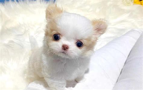 Miniature Chihuahua - 12 Amazing Facts About Mini Chi