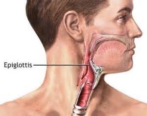 Epiglottis - Definition, Function, Location, Pictures and Problems