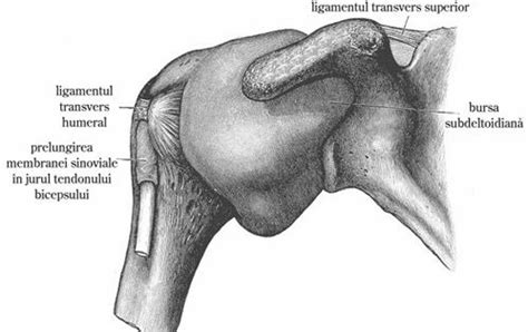 Articulatiile membrului superior: centurii scapulare, scapulo-humerala : Sistemul osos