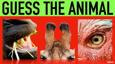 Guess the Animal Quiz #2 | Name the Animals by Closeup Guessing Game ...