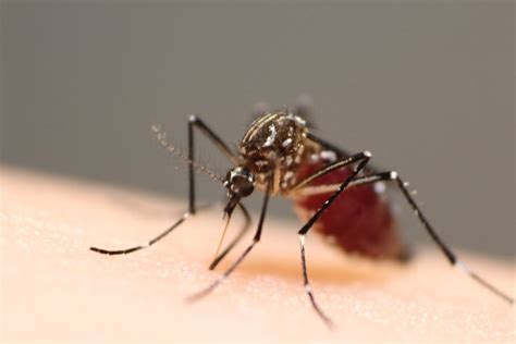 Releases of Wolbachia-infected mosquitoes for disease control – PEARG