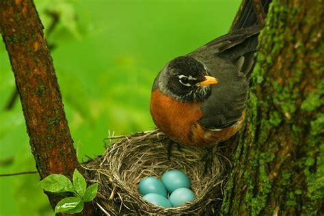 Birds Laying Eggs In Nest