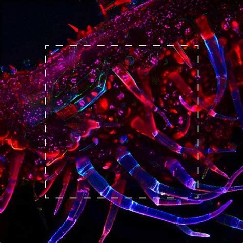 DMi8 S Inverted Microscope Solution - Histocenter