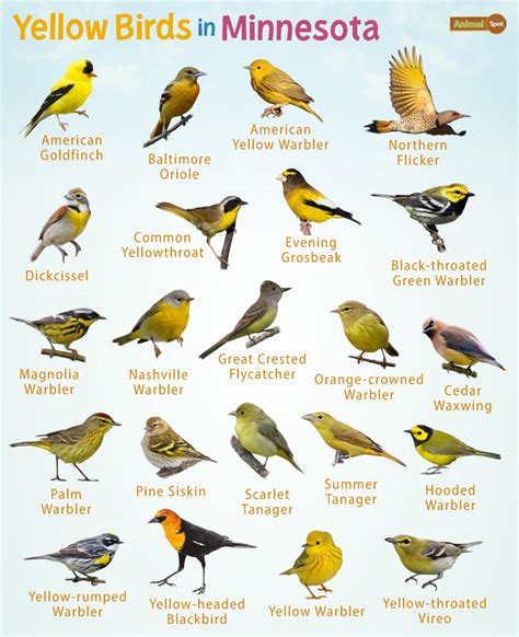 A Guide to 18 Yellow Birds of Minnesota: Identifying Characteristics, Range, and Habitat ...