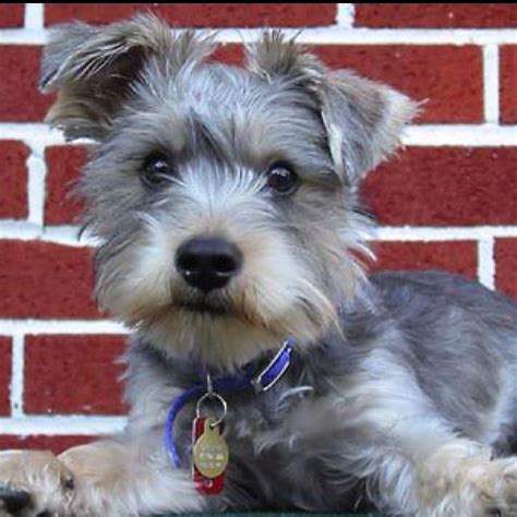 Schnauzer/Yorkie Mix Dog on Green Table