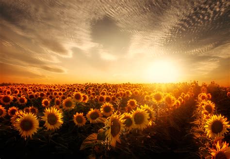 Sunflower Field Sunset Wallpaper - GAMBAR BUNGA