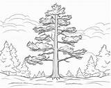 Trees Coloring Pages sketch template