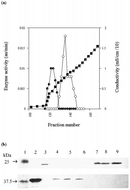 Separation of native human biliverdin-IX reductase and biliverdin-IX... | Download Scientific ...