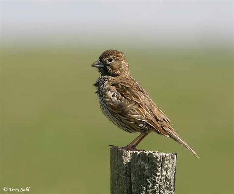 Lark Bunting - South Dakota Birds and Birding