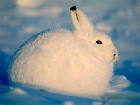 WeForWildlife: Arctic Hare