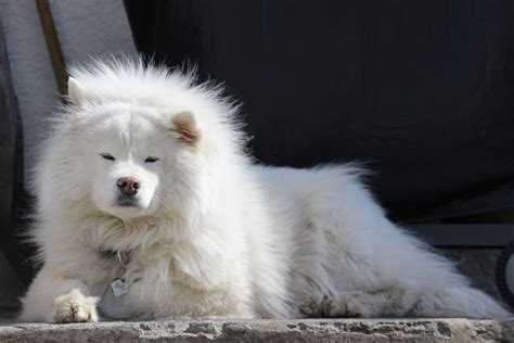 Any Utah breeders selling Malamute-Samoyed mixes?