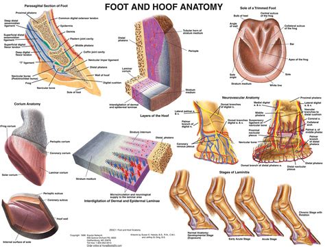 Buy Equine Foot and Hoof Anatomy Chart Horse Online at desertcartINDIA