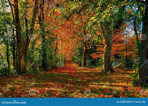 Autumn Forest Path stock photo. Image of brown, colorful - 244075520