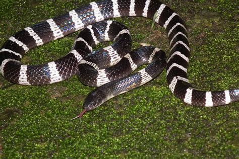 Many-Banded Krait Facts and Pictures | Reptile Fact