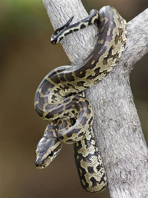 Python de Seba : description du serpent + photos - Instinct Animal