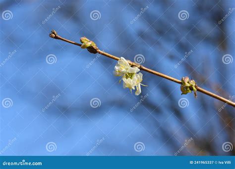 Winter Flowering Honeysuckle Stock Image - Image of jasmine, nature ...