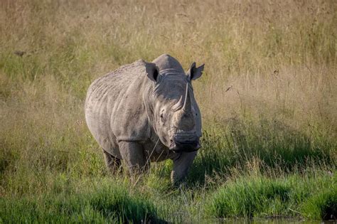 African Rhinoceros and Their Habitat. Where do They Live? – African Wildlife Report