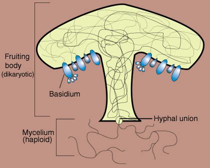 SparkNotes: Fungi: Basidiomycota: The Club Fungi