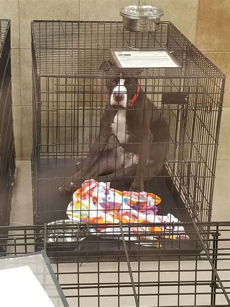 💜💜 Look at how he's sitting! Someone adopt him. He's at the Dallas Animal Shelter in PetSmart ...