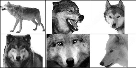 Wolf brush photoshop brushes in Photoshop brushes abr ( .abr ) format format for free download 1 ...