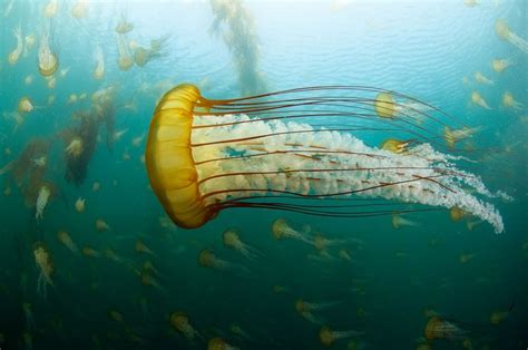 A bloom of sea nettles jellyfish in the kelp forests if the Monterey ...