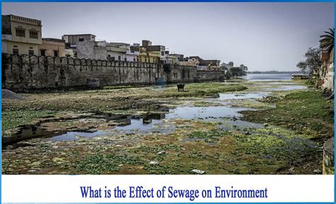 What is the effect of sewage on environment