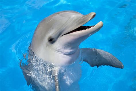 Dolphins have human personality traits • Earth.com