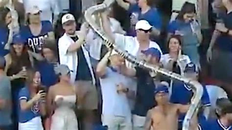 Massive Beer Snake At Chicago Cubs Game Slithers Into Fans' Hearts ...