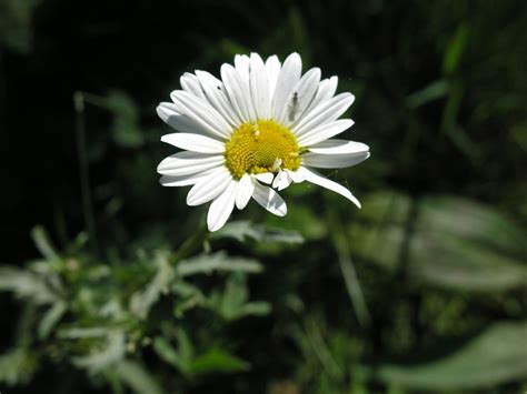 Ox-Eye Daisy - Watching for WildflowersWatching for Wildflowers