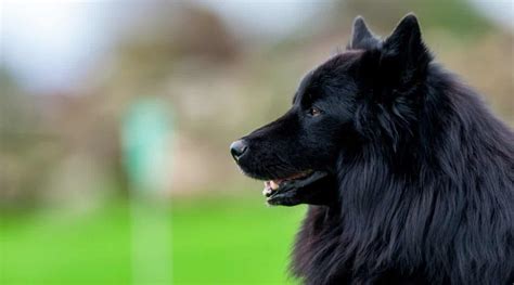 37 Black Dog Breeds: Short, Medium & Fluffy Coated Canines