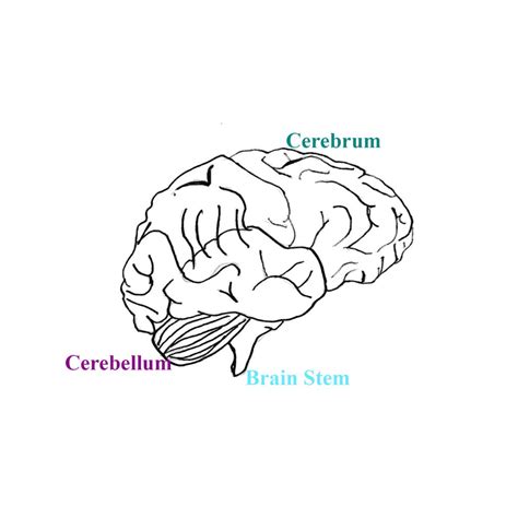 How To Draw The Human Brain - Art Sphere Inc.