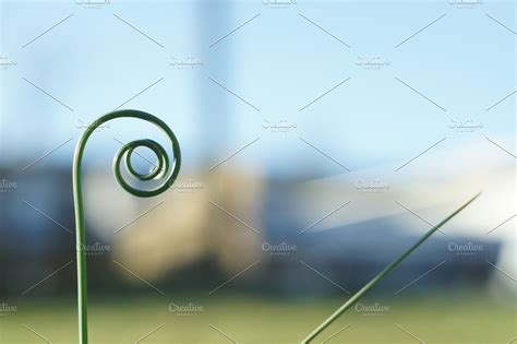 spiral plant | High-Quality Nature Stock Photos ~ Creative Market