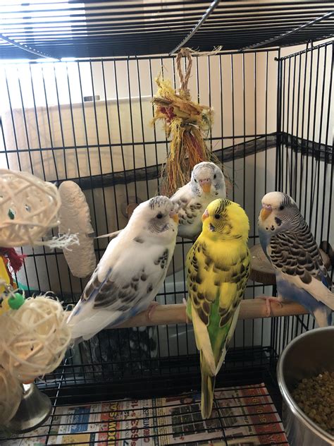 Talking about the humans : r/budgies