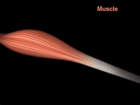 Muscle Fiber GIFs - Find & Share on GIPHY