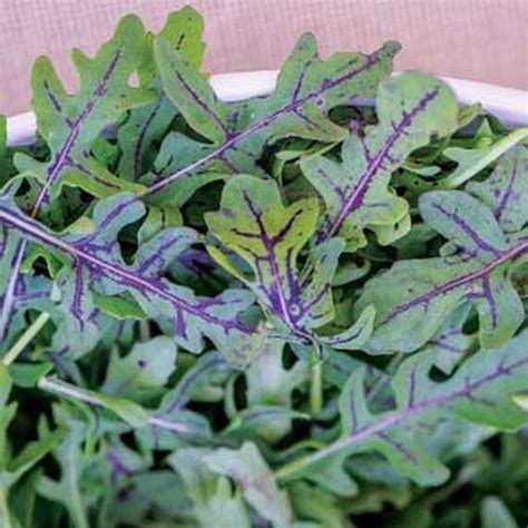 9 of the Best Arugula Varieties | Gardener’s Path