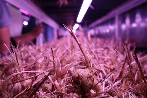 Revolutionizing Agriculture with Hydroponic Farming: A Greener Future - 365Dfarms