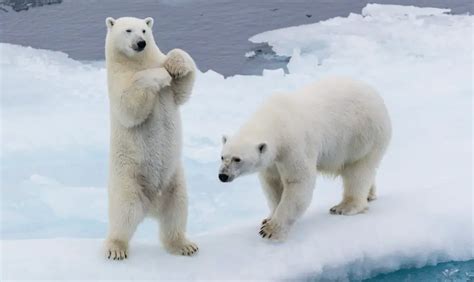 Do Polar Bears hibernate? (ANSWERED & EXPLAINED)