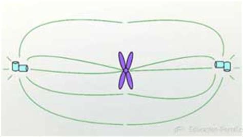 Mitotic Spindle | Definition, Formation & Function - Lesson | Study.com