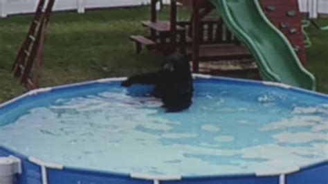 VIDEO: Bear swims in Pennsylvania family's swimming pool - ABC13 Houston