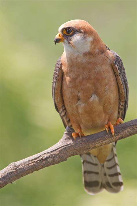 Red-footed falcon, female Foto & Bild | nature, animals, birds Bilder ...