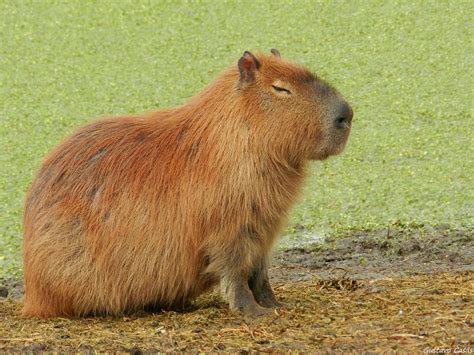 Carpincho (Hydrochoerus hydrochaeris) | Familia Caviidae | Gustavo Casás | Flickr