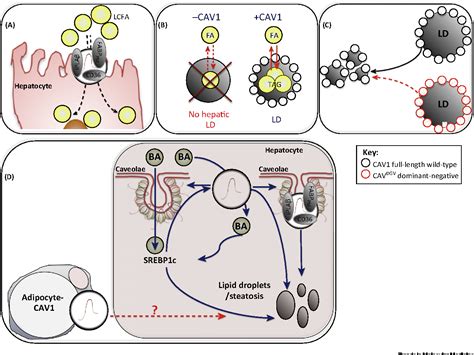 Figure 2 from Review Caveolin-1 Function in Liver Physiology and Disease | Semantic Scholar