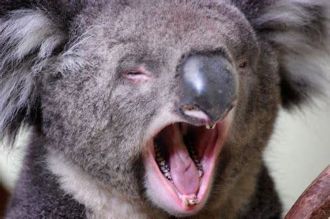 koala mouth - Google Search | Koala love | Interesting animals, Cute animals, Animals