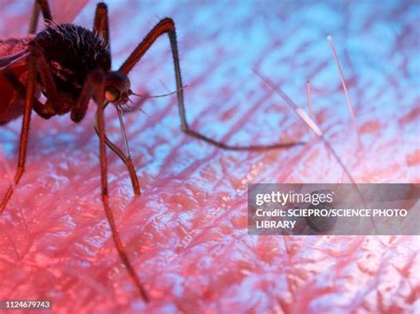 Asian Tiger Mosquito Bite Photos and Premium High Res Pictures - Getty ...