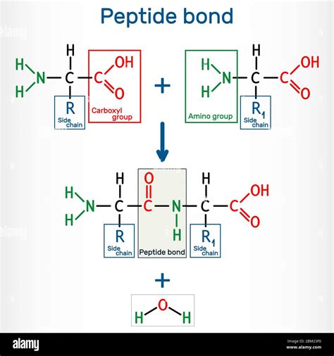 Peptide bond. Formation of amide bonds from two amino acids as a result of protein biosynthesis ...