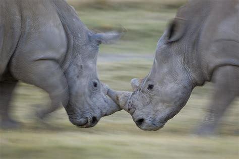 White Rhinoceros Males Fighting Photograph by Ingo Arndt