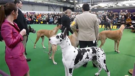 International Kennel Club Dog Show 2024 - Image to u